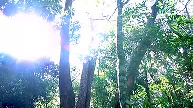 云南冬日森林大树阳光视频的预览图